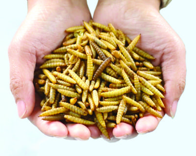 Shredded Insect How to choose the best shredder for medical waste